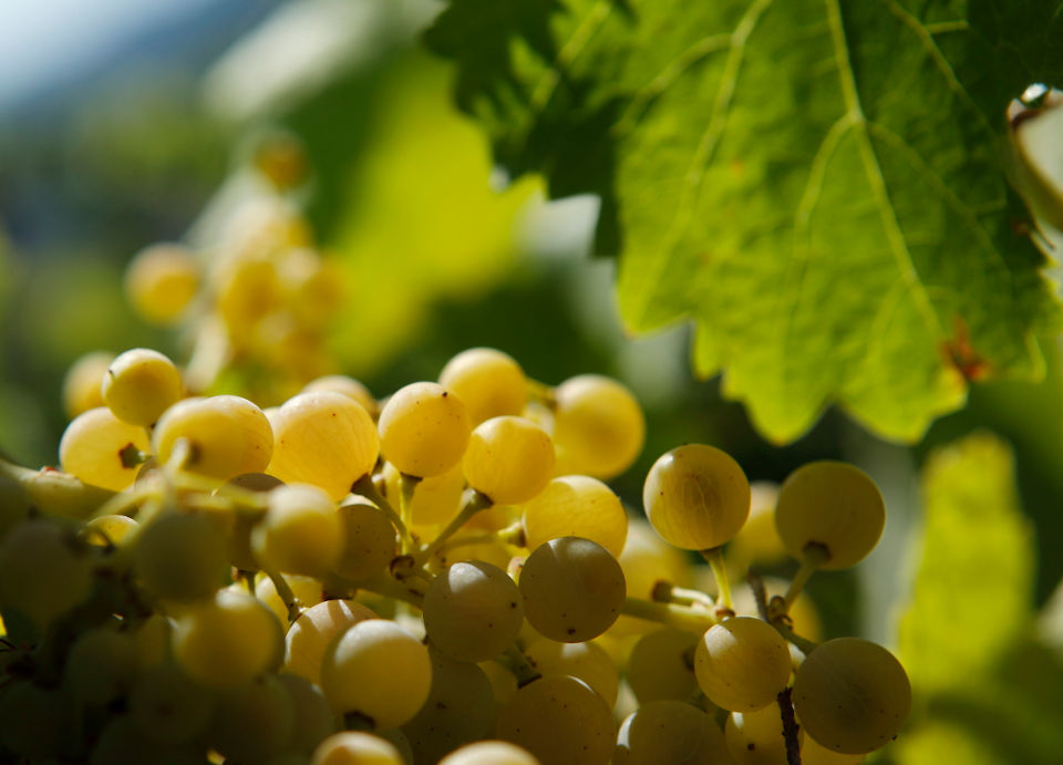 Agroalimentare e Vino